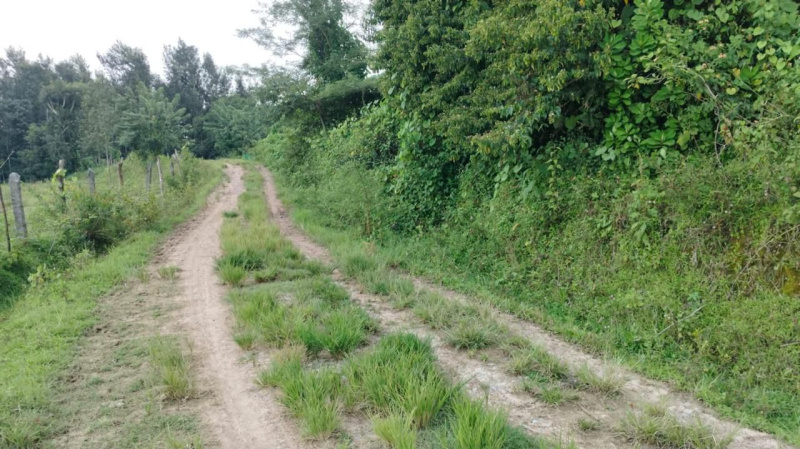  Agricultural Land 2 Acre for Sale in Mudigere, Chikmagalur