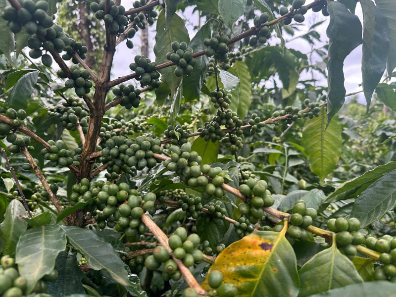 Agricultural Land 4 Acre for Sale in Mudigere, Chikmagalur