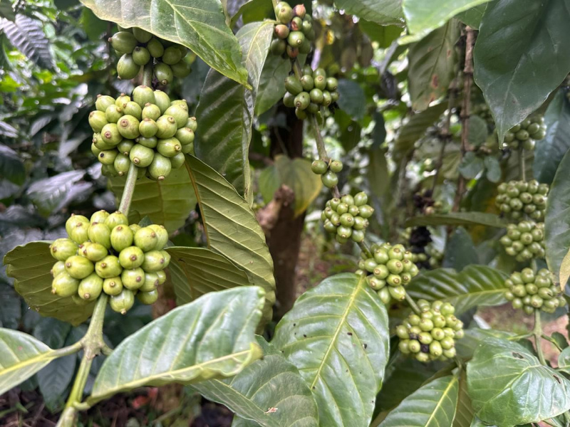  Agricultural Land 4 Acre for Sale in Mudigere, Chikmagalur