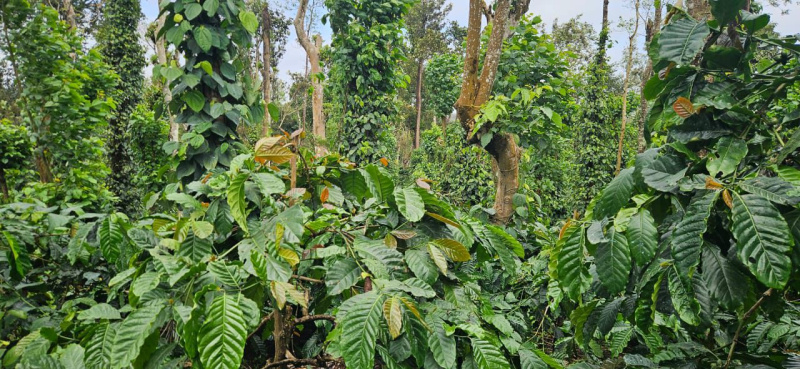  Agricultural Land 45 Acre for Sale in Balehonnur, Chikmagalur
