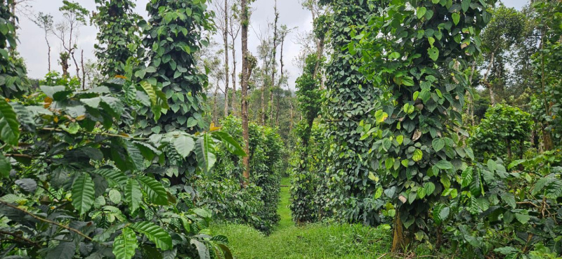  Agricultural Land 45 Acre for Sale in Balehonnur, Chikmagalur