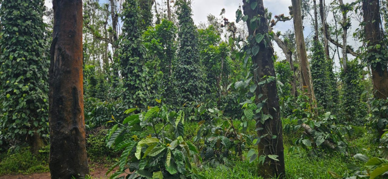  Agricultural Land 45 Acre for Sale in Balehonnur, Chikmagalur
