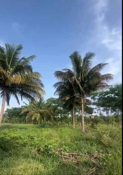  10 Acre Agricultural/Farm Land for Sale in Nelamangala, Bangalore