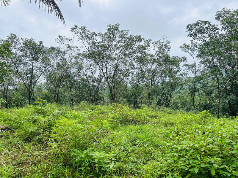  4 Acre Agricultural/Farm Land for Sale in Krishnaraja Pura, Hassan