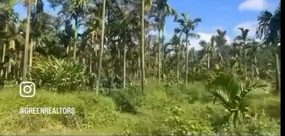  7 Acre Agricultural/Farm Land for Sale in Mudigere, Chikmagalur