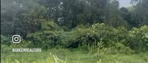  6 Acre Agricultural/Farm Land for Sale in Mudigere, Chikmagalur