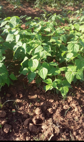  7 Acre Agricultural/Farm Land for Sale in Nelamangala, Bangalore