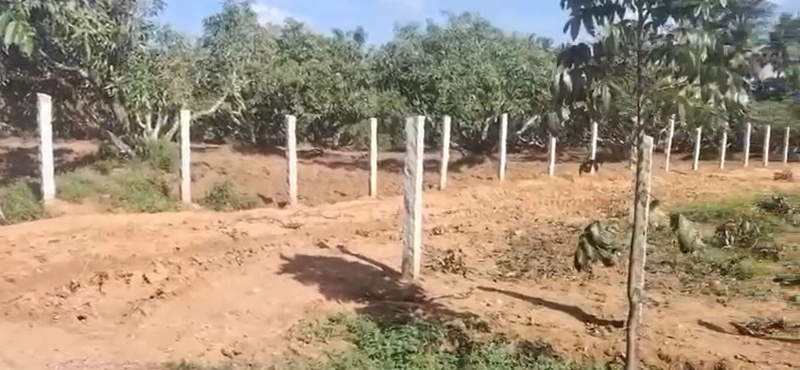  38 Guntha Agricultural/Farm Land for Sale in Ramanahalli, Mysore