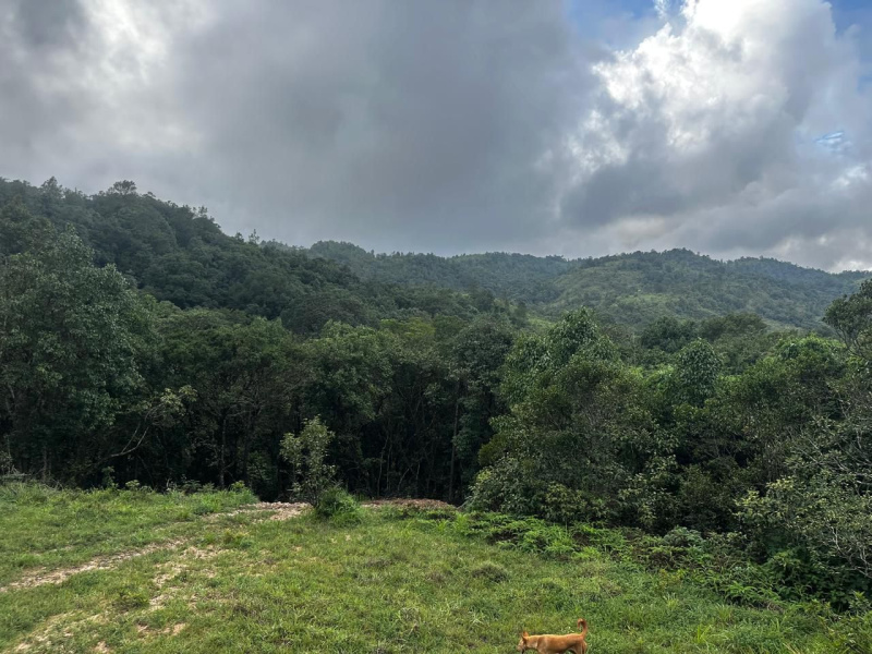  5 Acre Agricultural/Farm Land for Sale in Mudigere, Chikmagalur