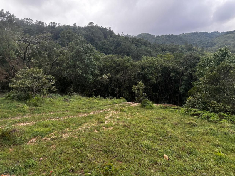  5 Acre Agricultural/Farm Land for Sale in Mudigere, Chikmagalur