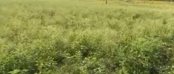  Agricultural Land for Sale in Manchenahalli, ChikBallapur