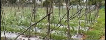  Agricultural Land for Sale in Chikkaballapur, Bangalore