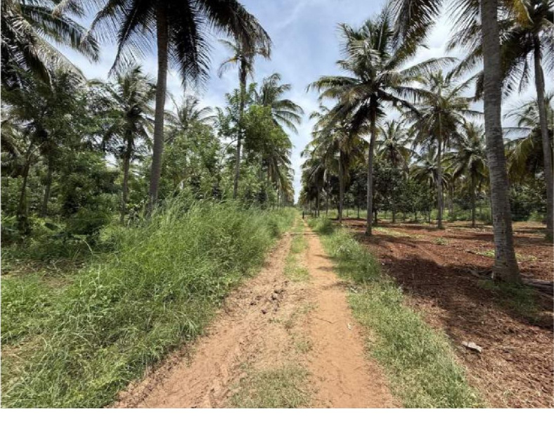  30 Acre Agricultural/Farm Land for Sale in Hunsur, Mysore