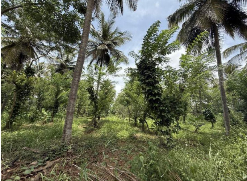  30 Acre Agricultural/Farm Land for Sale in Hunsur, Mysore