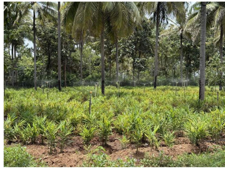  30 Acre Agricultural/Farm Land for Sale in Hunsur, Mysore