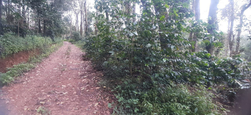  1 Acre Agricultural/Farm Land for Sale in KM Road, Chikmagalur