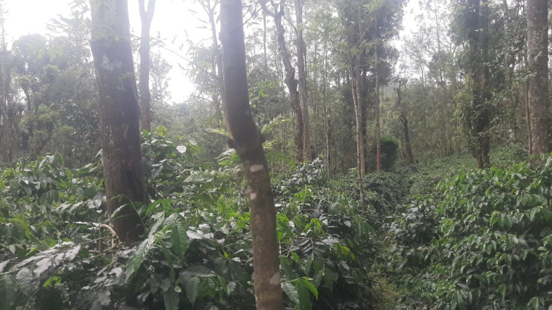  1 Acre Agricultural/Farm Land for Sale in KM Road, Chikmagalur
