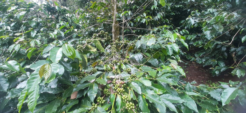  1 Acre Agricultural/Farm Land for Sale in KM Road, Chikmagalur