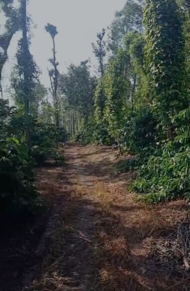  6 Acre Agricultural/Farm Land for Sale in Coorg, Mysore