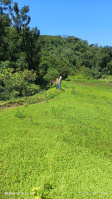  Agricultural Land for Sale in Coorg, Mysore