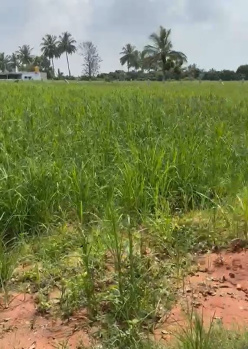  Agricultural Land for Sale in Doddaballapur, Bangalore