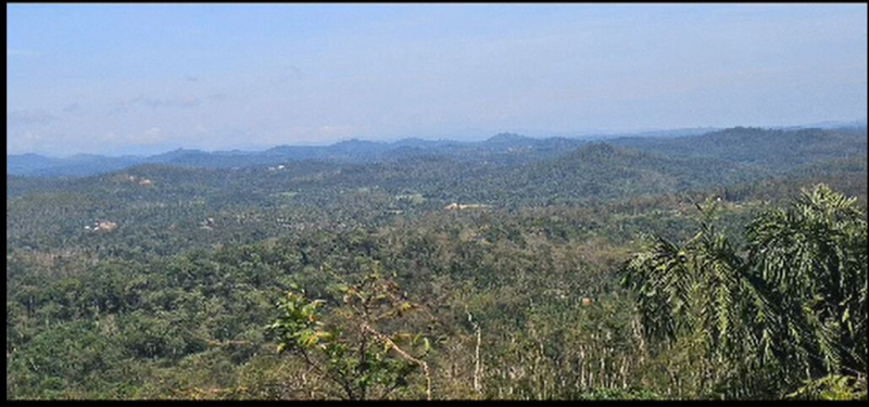  80 Acre Agricultural/Farm Land for Sale in Sakleshpur, Chikmagalur