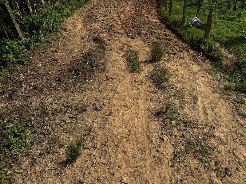  3 Acre Agricultural/Farm Land for Sale in Mudigere, Chikmagalur