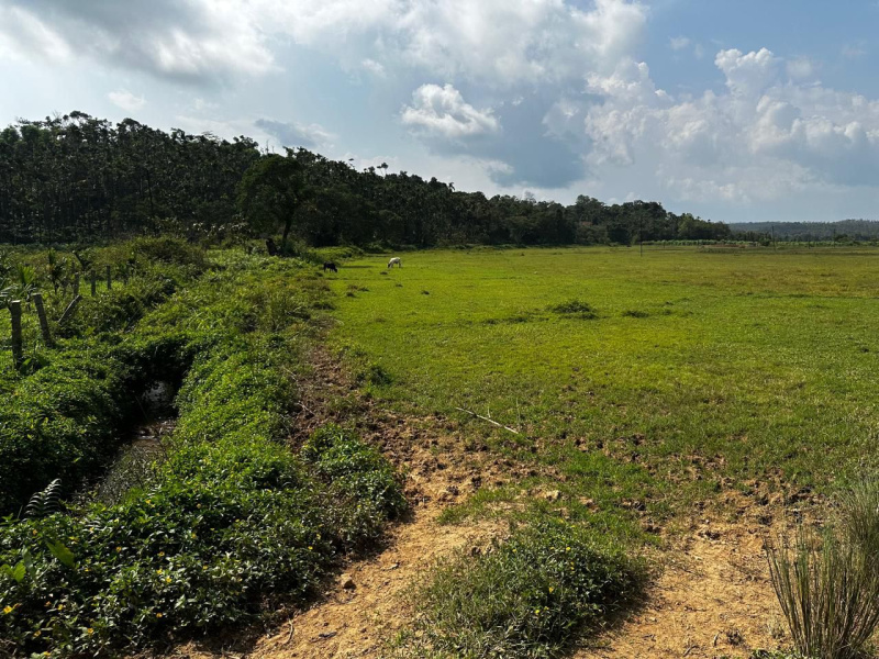  3 Acre Agricultural/Farm Land for Sale in Mudigere, Chikmagalur