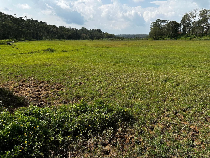 3 Acre Agricultural/Farm Land for Sale in Mudigere, Chikmagalur