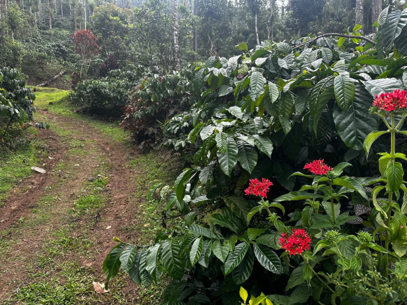  16 Acre Agricultural/Farm Land for Sale in Mudigere, Chikmagalur