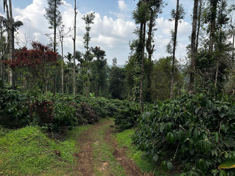  16 Acre Agricultural/Farm Land for Sale in Mudigere, Chikmagalur