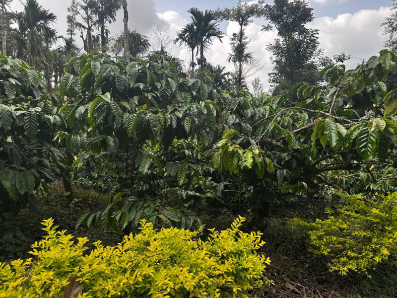  16 Acre Agricultural/Farm Land for Sale in Mudigere, Chikmagalur