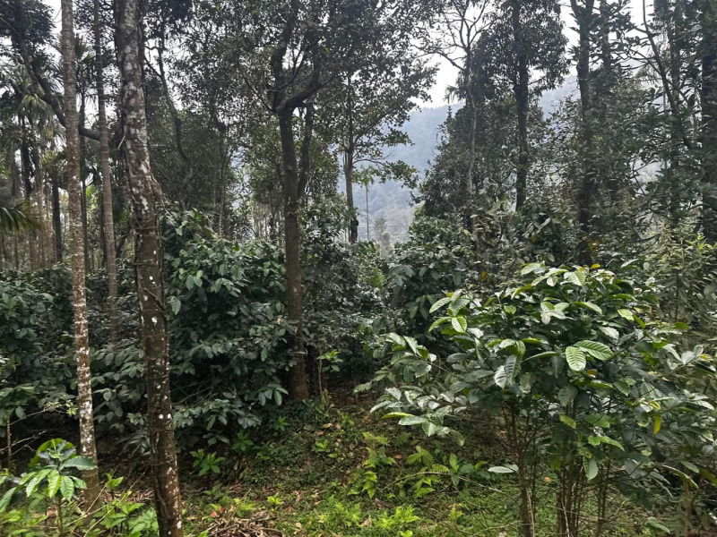  5 Acre Agricultural/Farm Land for Sale in Mudigere, Chikmagalur