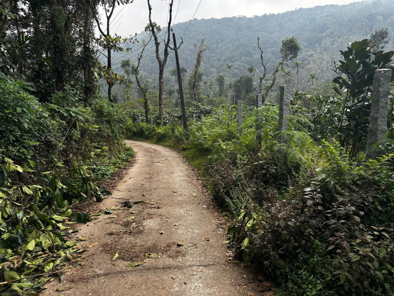  5 Acre Agricultural/Farm Land for Sale in Mudigere, Chikmagalur
