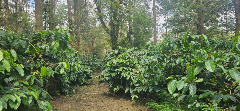  10 Acre Agricultural/Farm Land for Sale in Belur Hassan