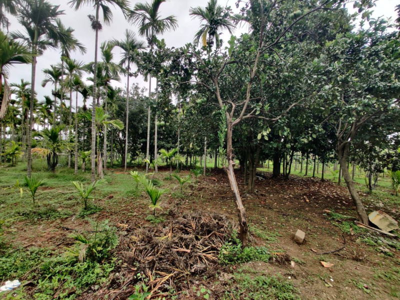  3 Acre Agricultural/Farm Land for Sale in Doddaballapur, Bangalore