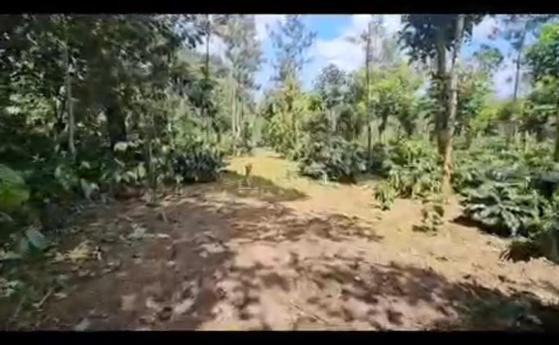  8 Acre Agricultural/Farm Land for Rent in Madikeri, Kodagu
