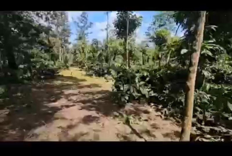  8 Acre Agricultural/Farm Land for Rent in Madikeri, Kodagu