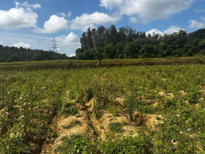  7 Acre Agricultural/Farm Land for Sale in Belur Hassan