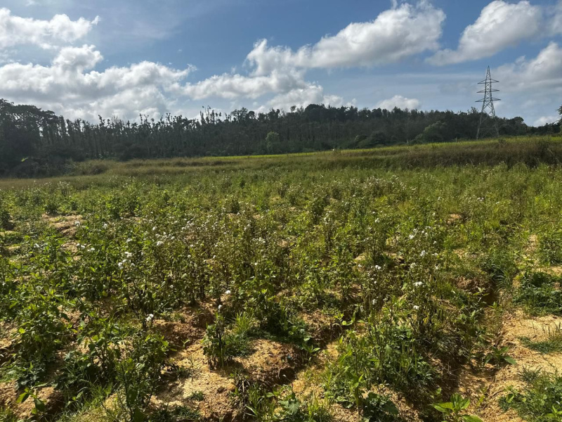  7 Acre Agricultural/Farm Land for Sale in Belur Hassan