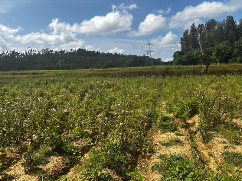  7 Acre Agricultural/Farm Land for Sale in Belur Hassan