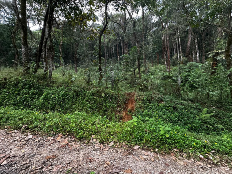  16 Acre Agricultural/Farm Land for Sale in Jayanagar, Chikmagalur