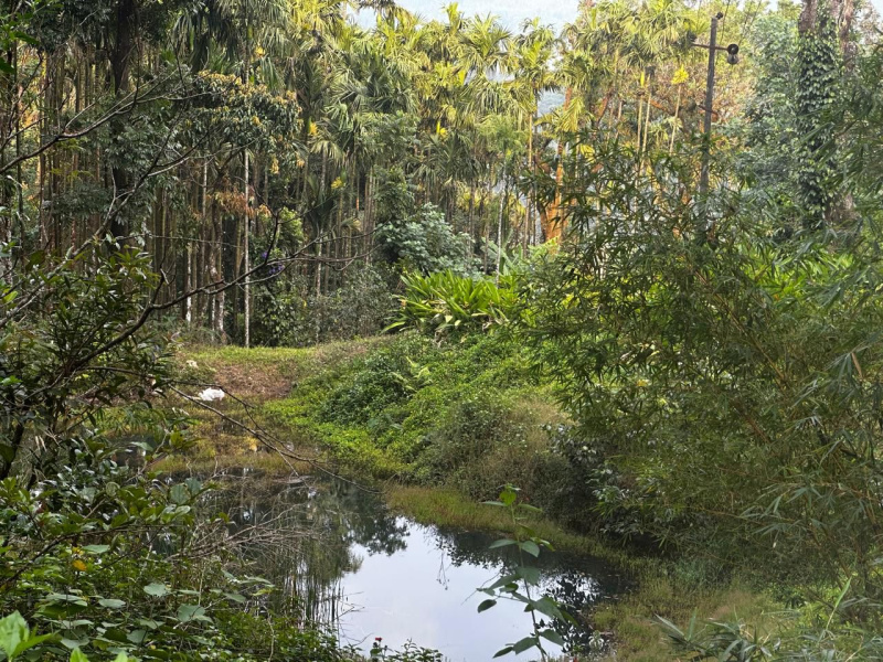  106 Acre Agricultural/Farm Land for Sale in Mudigere, Chikmagalur