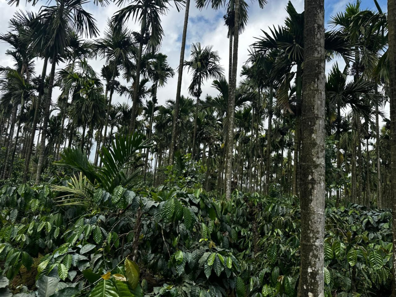  106 Acre Agricultural/Farm Land for Sale in Mudigere, Chikmagalur