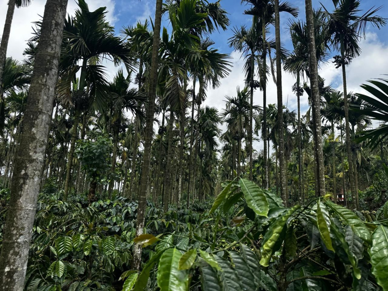  106 Acre Agricultural/Farm Land for Sale in Mudigere, Chikmagalur