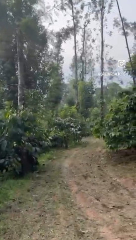  40 Acre Agricultural/Farm Land for Sale in Madikeri, Kodagu