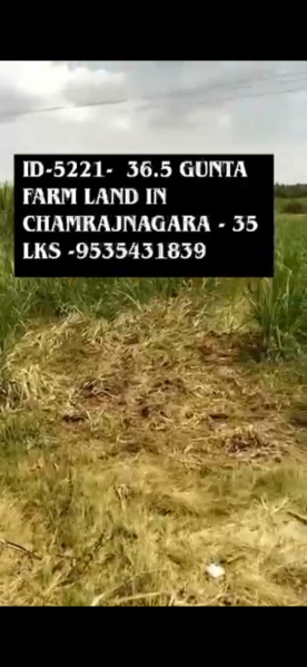  37 Guntha Agricultural/Farm Land for Sale in Santhamarahalli, Chamrajnagar