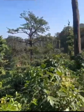  25 Acre Agricultural/Farm Land for Sale in Madikeri, Kodagu