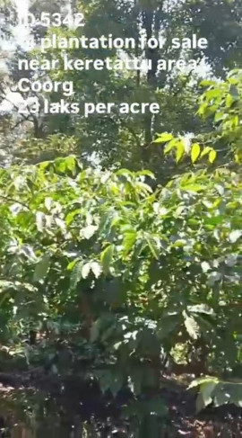  14 Acre Agricultural/Farm Land for Sale in Kodlipet, Kodagu