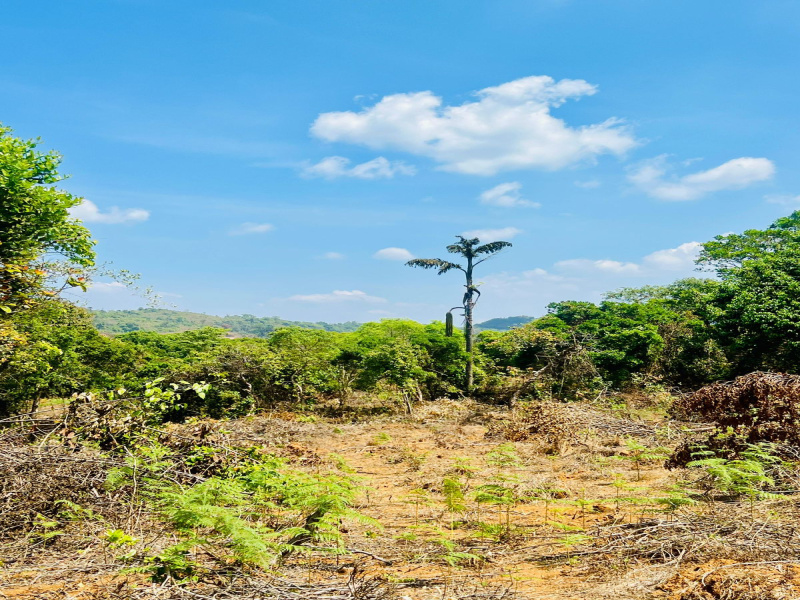  7 Acre Agricultural/Farm Land for Sale in Madikeri, Kodagu